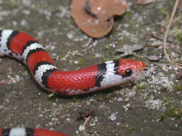  Cemophora coccinea coccinea ID = 