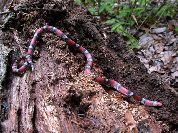  Cemophora coccinea coccinea ID = 