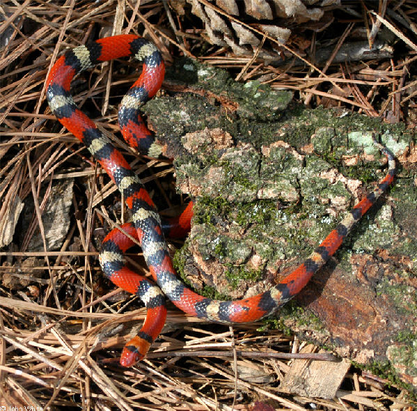  Cemophora coccinea ID = 