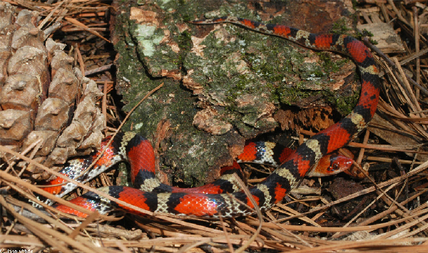  Cemophora coccinea ID = 