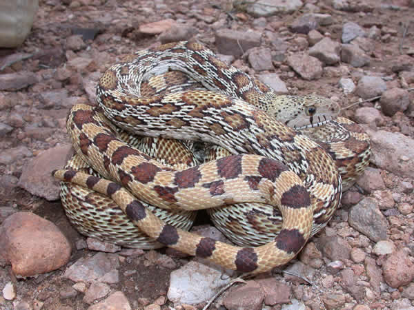  Pituophis catenifer affinis ID = 