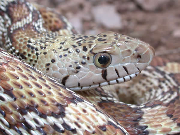  Pituophis catenifer affinis ID = 