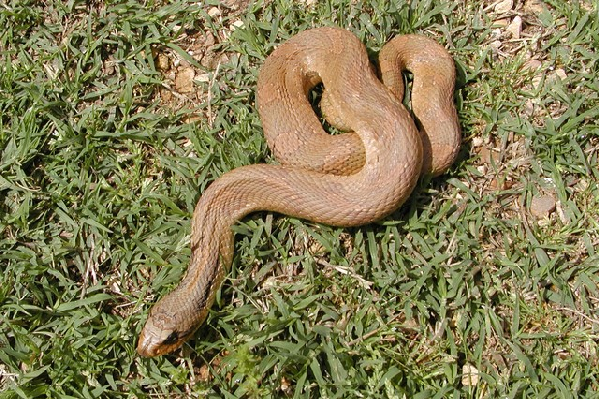  Pituophis catenifer ssp. ID = 