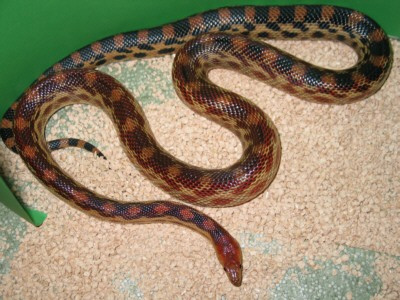  Pituophis catenifer vertebralis ID = 