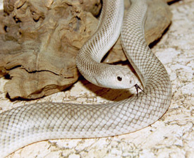  Pituophis melanoleucus mugitus ID = 