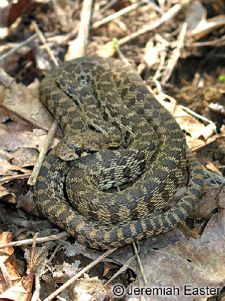  Pituophis catenifer catenifer ID = 