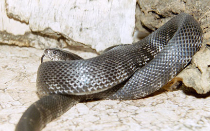  Pituophis melanoleucus lodingi ID = 