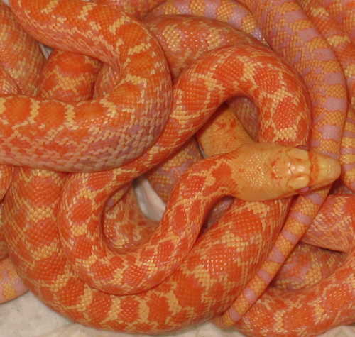  Pituophis catenifer affinis ID = 