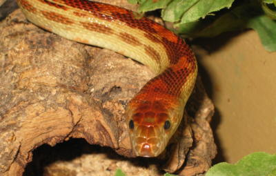  Pituophis catenifer vertebralis ID = 