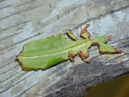  Phyllium giganteum ID = 