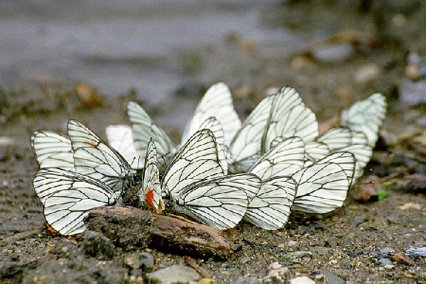  Aporia crataegi ID = 