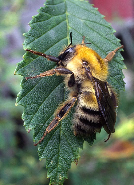  Bombus schrencki ID = 