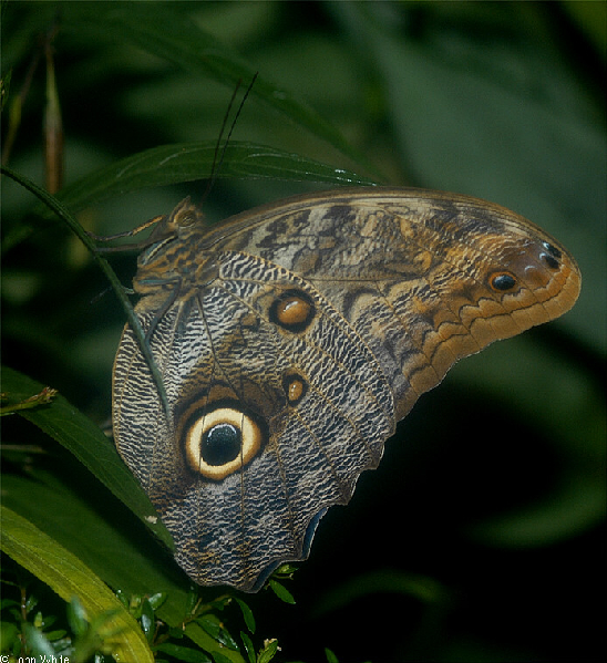  Caligo eurilochus ID = 