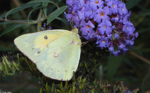  Colias eurytheme ID = 