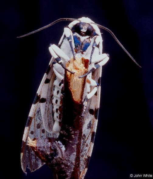  Hyphantria cunea ID = 