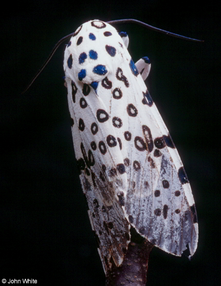  Hyphantria cunea ID = 