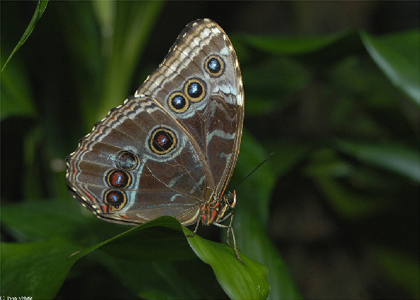  Morpho peleides ID = 