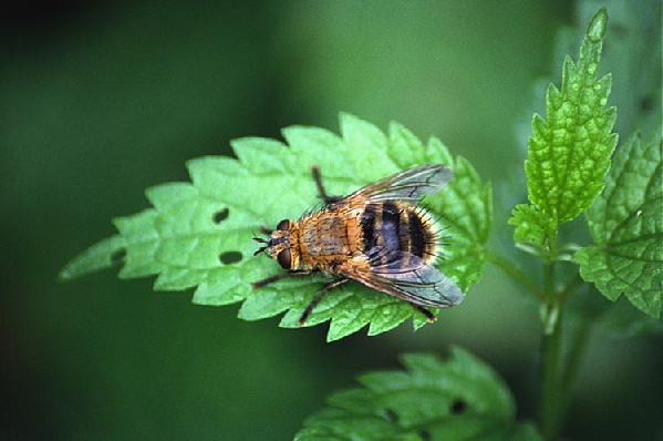  Tachinidae Family ID = 