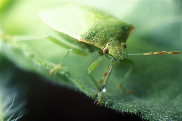  Thyanta pallidovirens ID = 