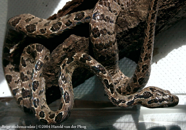  Boiga multomaculata ID = 