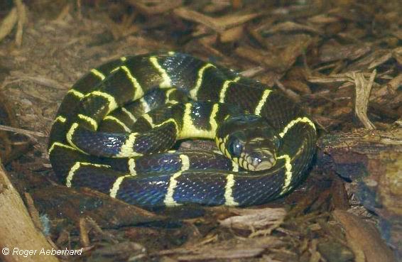  Boiga dendrophila dendrophila ID = 