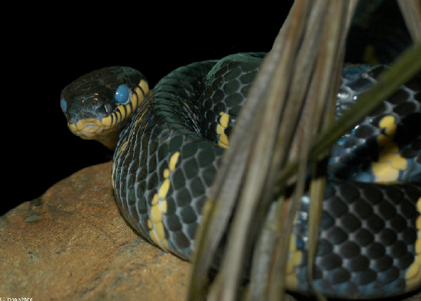  Boiga dendrophila ID = 