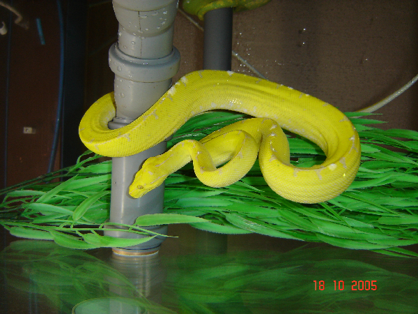  Morelia viridis - Kafiau ID = 