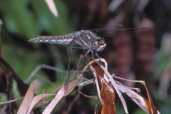  Sympetrum corruptum ID = 