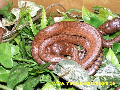  Morelia clastolepis ID = 