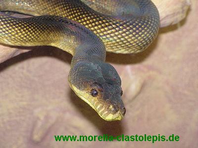  Morelia clastolepis ID = 