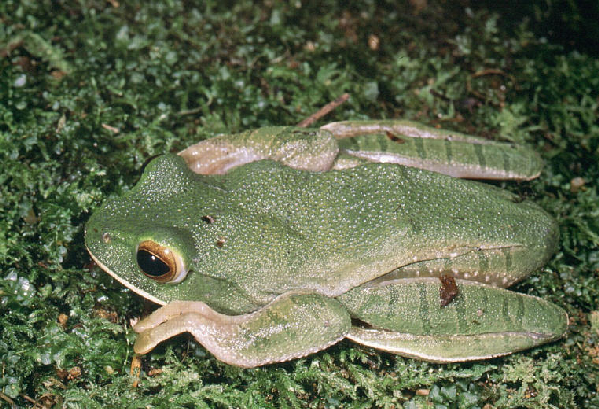  Boophis albilabris ID = 