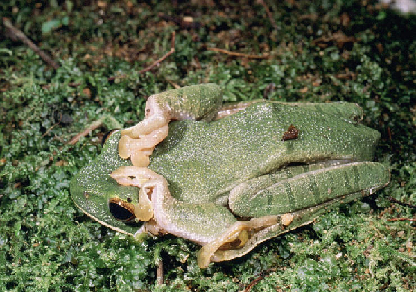  Boophis albilabris ID = 