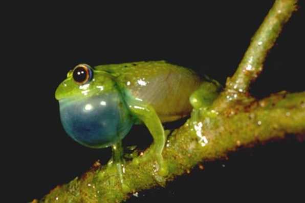  Boophis ankaratra ID = 