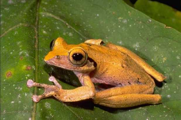  Boophis brachychir ID = 