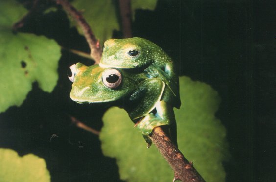  Boophis elenae ID = 