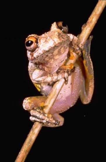  Boophis granulosus ID = 