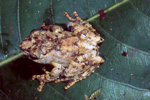  Boophis lichenoides ID = 