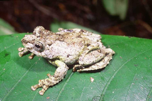  Boophis lichenoides ID = 