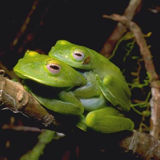  Boophis luteus ID = 