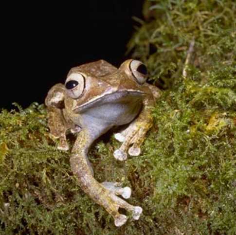  Boophis madagascariensis ID = 