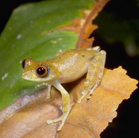  Boophis marojezensis ID = 