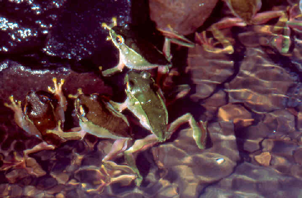  Boophis occidentalis ID = 