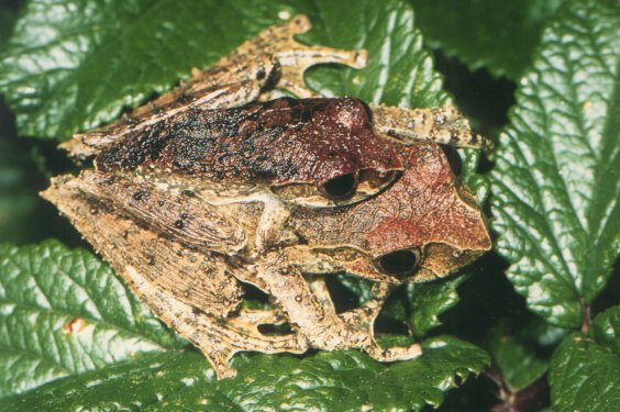  Boophis reticulatus ID = 