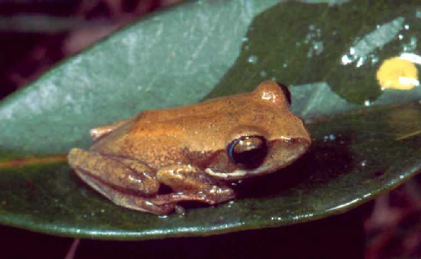  Boophis rhodoscelis ID = 