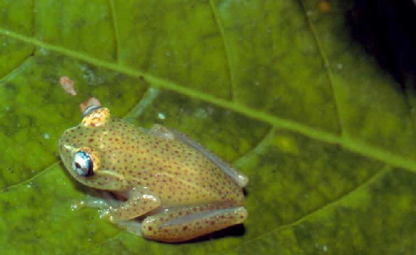  Boophis tasymena ID = 