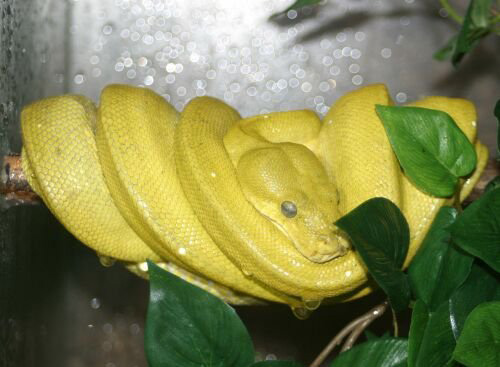  Morelia Viridis ID = 