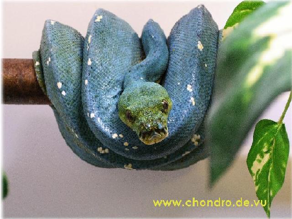  Morelia viridis ID = 