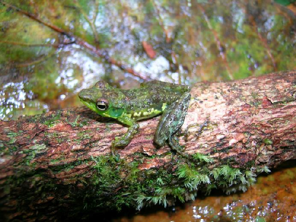  Mantidactylus argenteus ID = 