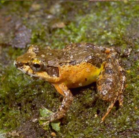  Mantidactylus betsileanus ID = 