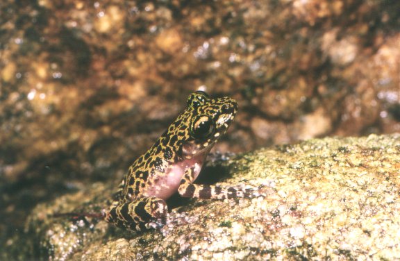  Mantidactylus brunae ID = 